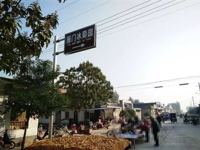 如何找到云臺冰菊？怎樣找到云臺冰菊？